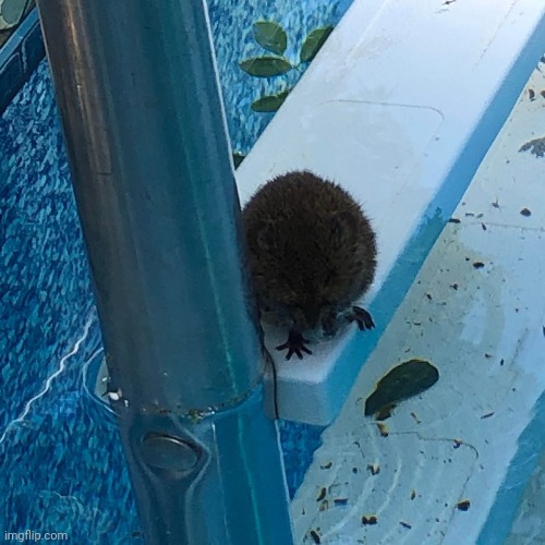 THIS LIL CUTIE TOOK A DIP IN MY POOLIO ITS SO CUTE DYITSUTSTSITS | image tagged in purlydoudydyd,no one could stop looking at it,we stalcced it | made w/ Imgflip meme maker