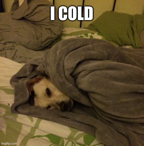 Cold bundled up doggo | I COLD | image tagged in dog,memes,cold,blanket | made w/ Imgflip meme maker