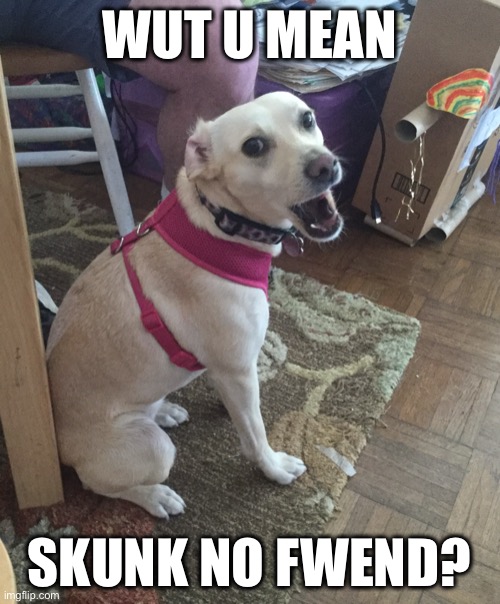 Wut u mean skunk no fwend? | WUT U MEAN; SKUNK NO FWEND? | image tagged in shocked doggo,memes,dog | made w/ Imgflip meme maker