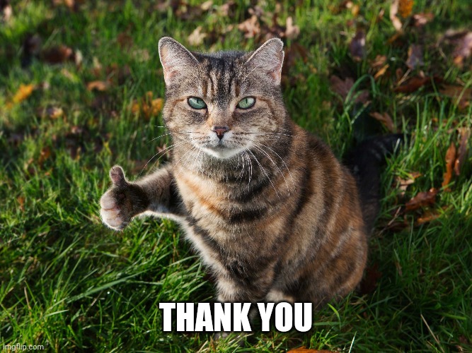 THUMBS UP CAT | THANK YOU | image tagged in thumbs up cat | made w/ Imgflip meme maker