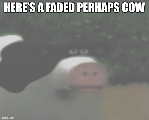 HERE’S A FADED PERHAPS COW | made w/ Imgflip meme maker
