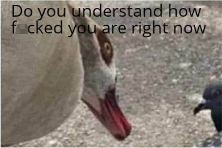 High Quality Do you understand how ducked you are right now Blank Meme Template
