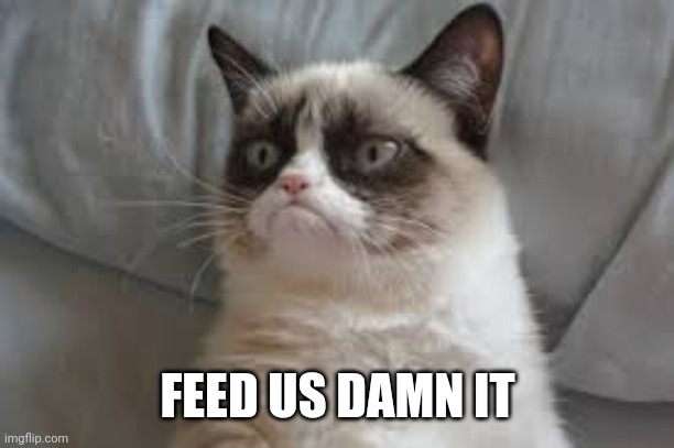 Grumpy cat | FEED US DAMN IT | image tagged in grumpy cat | made w/ Imgflip meme maker