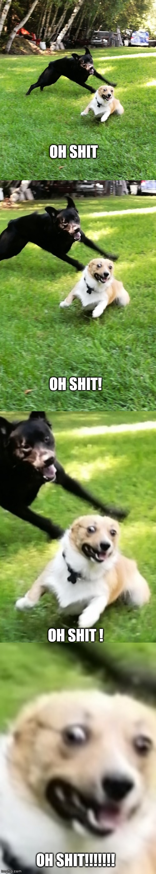 High Quality Scared as fuck corgi Blank Meme Template