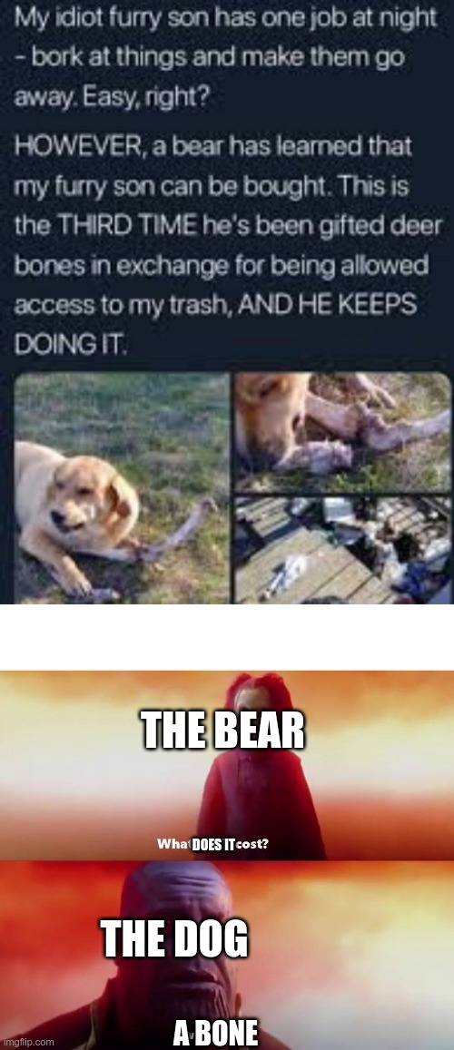 THE BEAR; DOES IT; THE DOG; A BONE | image tagged in thanos what did it cost | made w/ Imgflip meme maker