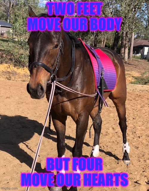 horse quotes | TWO FEET MOVE OUR BODY; BUT FOUR MOVE OUR HEARTS | image tagged in cute animals,animals to humans | made w/ Imgflip meme maker