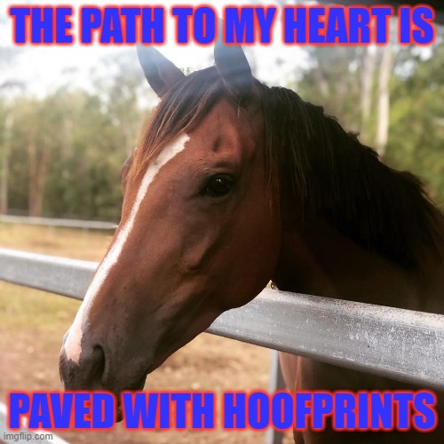 horse quotes | THE PATH TO MY HEART IS; PAVED WITH HOOFPRINTS | image tagged in cute animals,farm animals | made w/ Imgflip meme maker