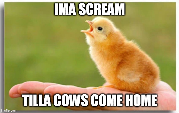 Rent a Chick | IMA SCREAM; TILLA COWS COME HOME | image tagged in rent a chick | made w/ Imgflip meme maker