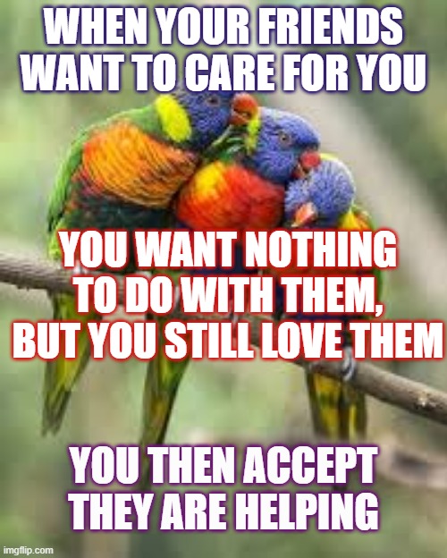 r/heartwarming | WHEN YOUR FRIENDS WANT TO CARE FOR YOU; YOU WANT NOTHING TO DO WITH THEM, BUT YOU STILL LOVE THEM; YOU THEN ACCEPT THEY ARE HELPING | image tagged in birds | made w/ Imgflip meme maker