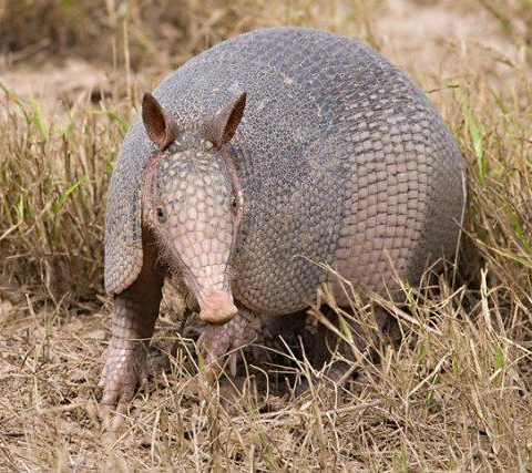 High Quality armadillo Blank Meme Template