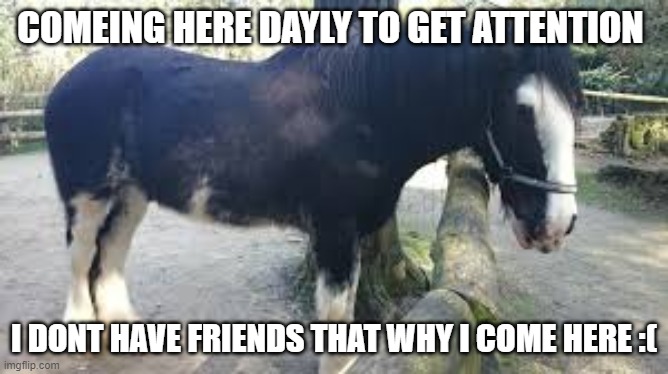 I need friends and points please me and my friend are doing a comp to see how many points we can get this week while at school c | COMEING HERE DAYLY TO GET ATTENTION; I DONT HAVE FRIENDS THAT WHY I COME HERE :( | image tagged in horse | made w/ Imgflip meme maker