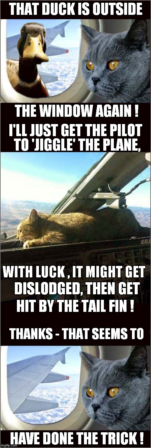 High Flying Duck ? | THAT DUCK IS OUTSIDE; THE WINDOW AGAIN ! I'LL JUST GET THE PILOT; TO 'JIGGLE' THE PLANE, WITH LUCK , IT MIGHT GET; DISLODGED, THEN GET; HIT BY THE TAIL FIN ! THANKS - THAT SEEMS TO; HAVE DONE THE TRICK ! | image tagged in fun,duck on plane wing,cats,flying | made w/ Imgflip meme maker