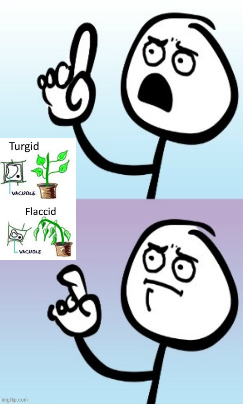 A rousing point, Botany way... | image tagged in memes,wait what | made w/ Imgflip meme maker