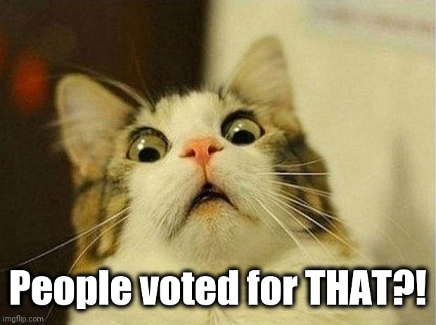 frightened cat | People voted for THAT?! | image tagged in frightened cat | made w/ Imgflip meme maker