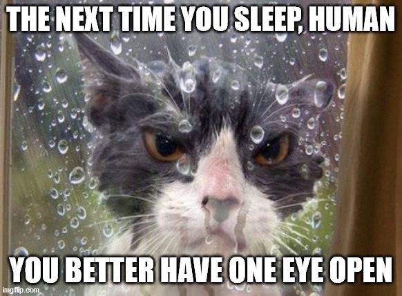 Wet Mad Cat | THE NEXT TIME YOU SLEEP, HUMAN; YOU BETTER HAVE ONE EYE OPEN | image tagged in cat,angry cat,sleep | made w/ Imgflip meme maker