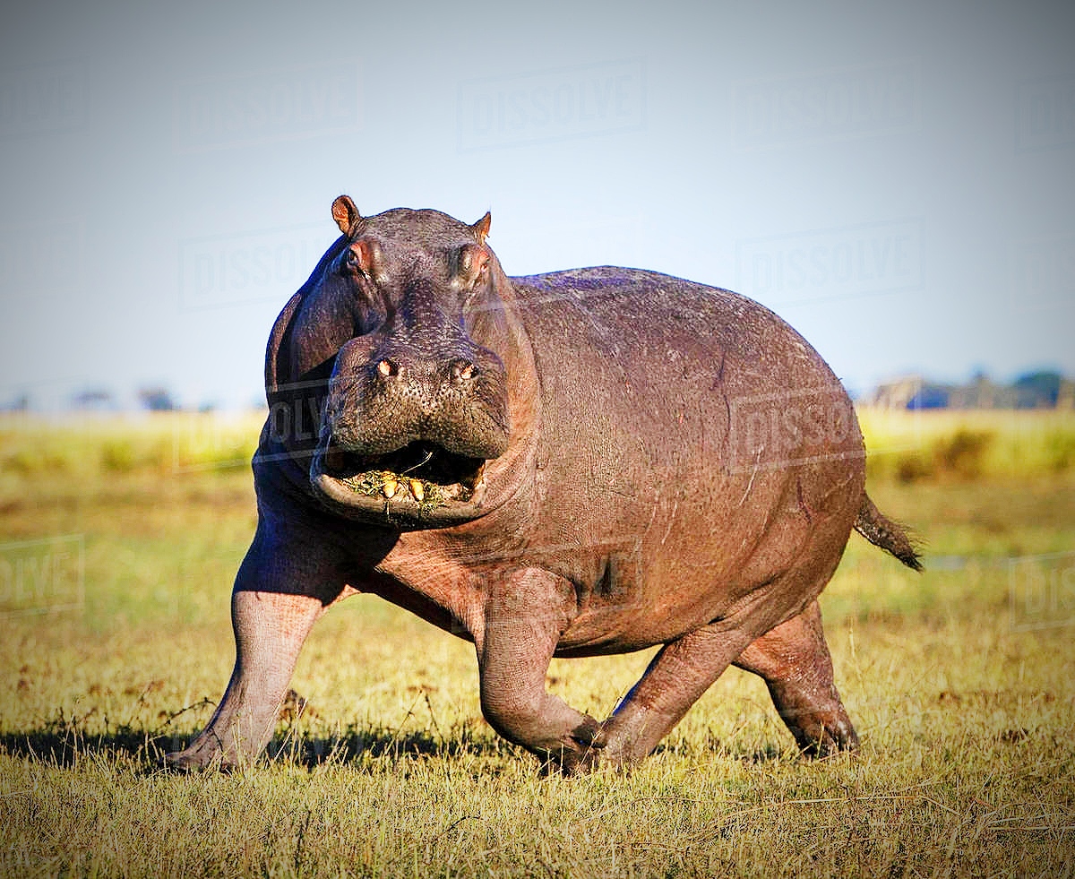 HIPPO CAN SPRINT AT 33KMPH Blank Meme Template
