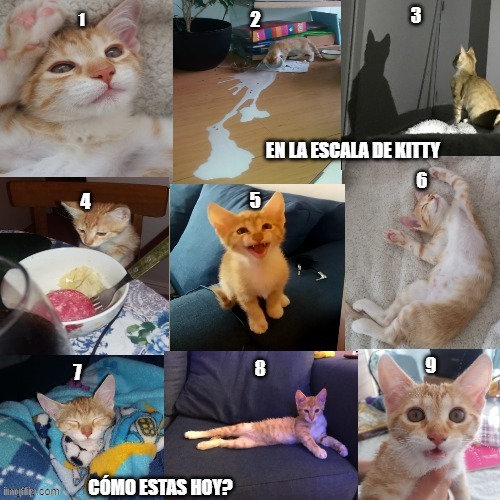 Kitty's mood | image tagged in cat,lady | made w/ Imgflip meme maker