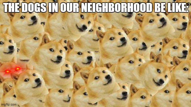 there's that doge that thinks i'm a criminal | THE DOGS IN OUR NEIGHBORHOOD BE LIKE: | image tagged in memes,multi doge | made w/ Imgflip meme maker