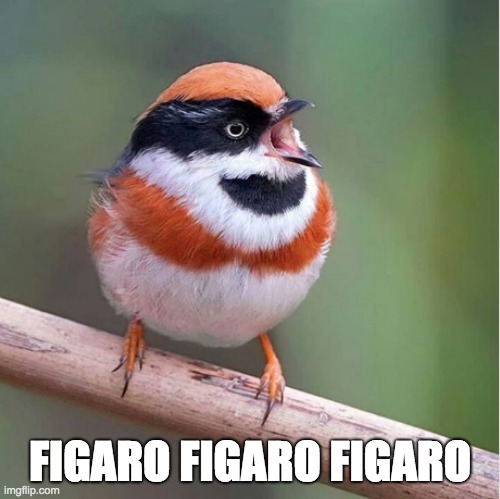 FIGARO FIGARO FIGARO | image tagged in birb | made w/ Imgflip meme maker