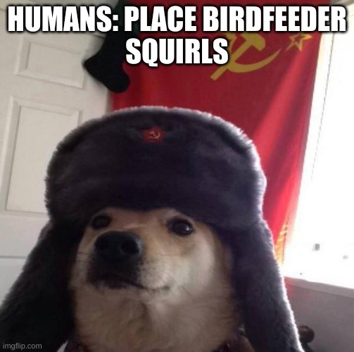 Russian Doge | HUMANS: PLACE BIRDFEEDER
SQUIRLS | image tagged in russian doge | made w/ Imgflip meme maker