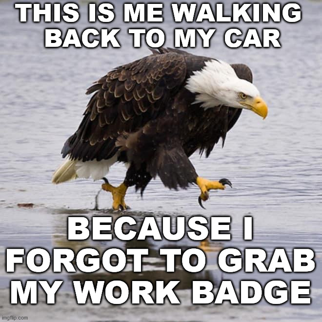 Of course it is raining and I was running late. | THIS IS ME WALKING 
BACK TO MY CAR; BECAUSE I FORGOT TO GRAB MY WORK BADGE | image tagged in angry eagle,walking,work,badges | made w/ Imgflip meme maker