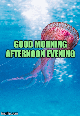 Ocean animals jellyfish good morning afternoon evening | GOOD MORNING AFTERNOON EVENING | image tagged in gifs | made w/ Imgflip images-to-gif maker