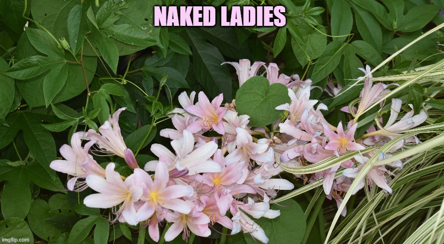 naked ladies | NAKED LADIES | image tagged in flowers,naked ladies | made w/ Imgflip meme maker