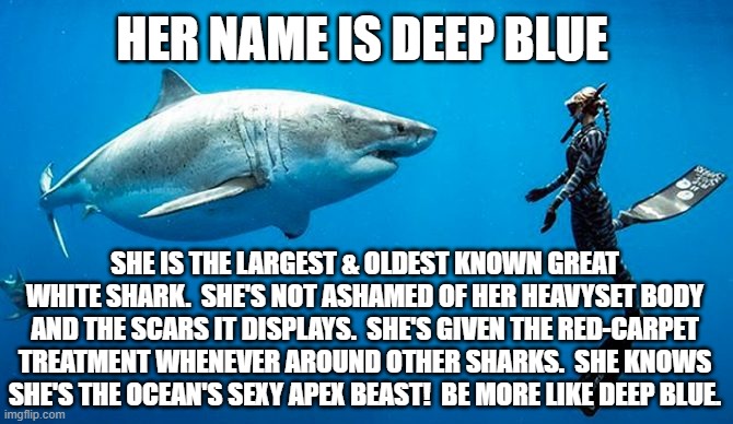 Happy Shark Week - 2020 | HER NAME IS DEEP BLUE; SHE IS THE LARGEST & OLDEST KNOWN GREAT WHITE SHARK.  SHE'S NOT ASHAMED OF HER HEAVYSET BODY AND THE SCARS IT DISPLAYS.  SHE'S GIVEN THE RED-CARPET TREATMENT WHENEVER AROUND OTHER SHARKS.  SHE KNOWS SHE'S THE OCEAN'S SEXY APEX BEAST!  BE MORE LIKE DEEP BLUE. | image tagged in shark week | made w/ Imgflip meme maker