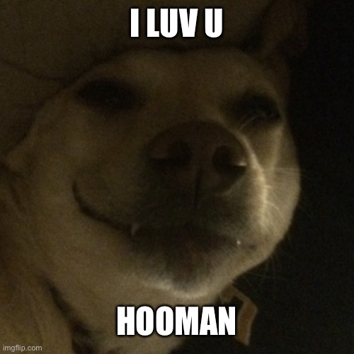 Puppo loves hooman | I LUV U; HOOMAN | image tagged in dog,doggo,memes | made w/ Imgflip meme maker