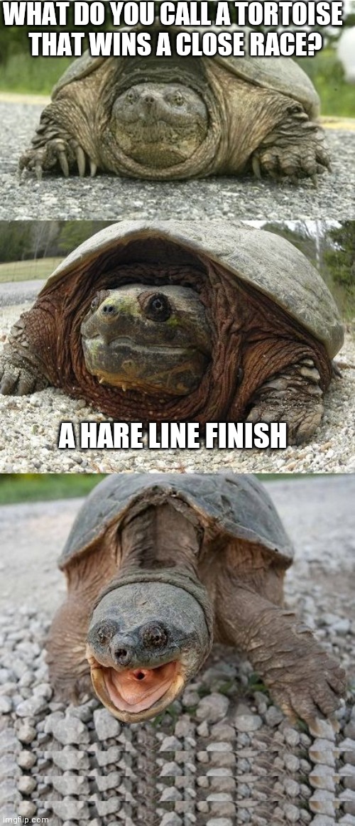 Bad Pun Tortoise | WHAT DO YOU CALL A TORTOISE  THAT WINS A CLOSE RACE? A HARE LINE FINISH | image tagged in bad pun tortoise | made w/ Imgflip meme maker