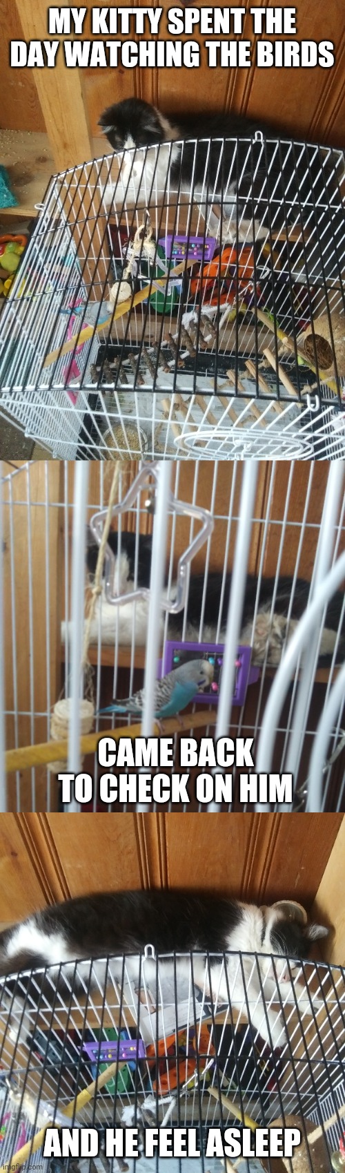 HE JUST LIKES TO WATCH THEM | MY KITTY SPENT THE DAY WATCHING THE BIRDS; CAME BACK TO CHECK ON HIM; AND HE FEEL ASLEEP | image tagged in cats,funny cats,birds,sleeping cat | made w/ Imgflip meme maker