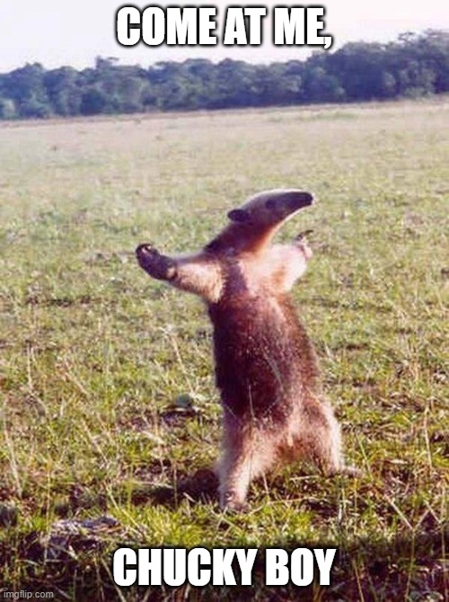 Fight me anteater | COME AT ME, CHUCKY BOY | image tagged in fight me anteater | made w/ Imgflip meme maker