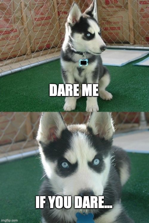 DO NOT go too crazy plz | DARE ME; IF YOU DARE... | image tagged in memes,insanity puppy,im def going to regret this,but i decided to go with what everyone else is doing | made w/ Imgflip meme maker