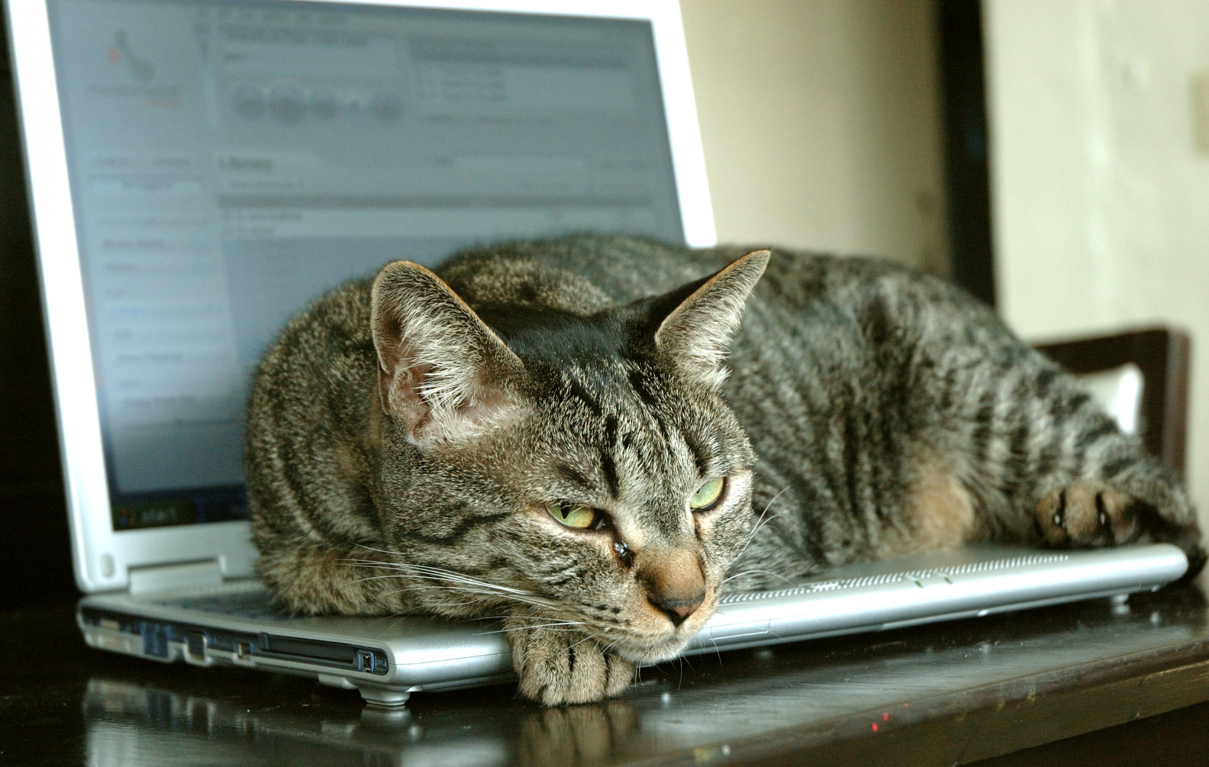 laptop cat Blank Meme Template