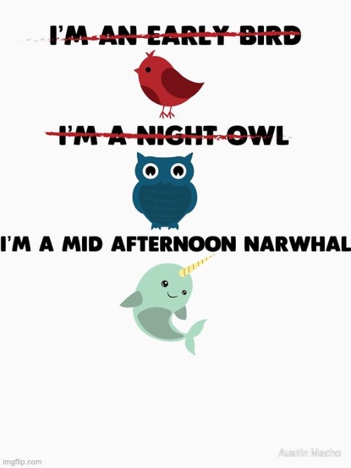 FINALLY, one that describes me | image tagged in thanks pinterest,mid afternoon narwhal,i am a narwhal,thats me in a nutshell,nnrtt | made w/ Imgflip meme maker