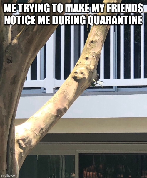 Me irl | ME TRYING TO MAKE MY FRIENDS NOTICE ME DURING QUARANTINE | image tagged in doggo,tree | made w/ Imgflip meme maker