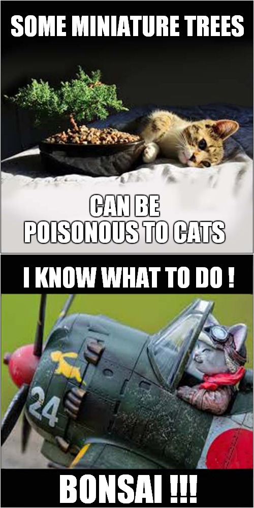 Dangerous Bonsai Trees | SOME MINIATURE TREES; CAN BE POISONOUS TO CATS; I KNOW WHAT TO DO ! BONSAI !!! | image tagged in cats,bonsai,kamikaze | made w/ Imgflip meme maker