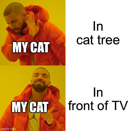 Drake | In cat tree; MY CAT; In front of TV; MY CAT | image tagged in memes,drake hotline bling | made w/ Imgflip meme maker