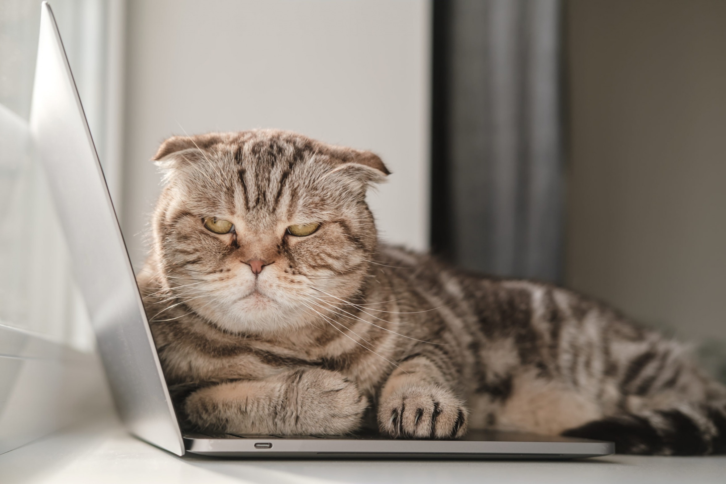 High Quality Annoyed looking laptop cat Blank Meme Template