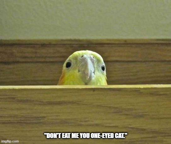 The Birb | "DON'T EAT ME YOU ONE-EYED CAT." | image tagged in the birb | made w/ Imgflip meme maker