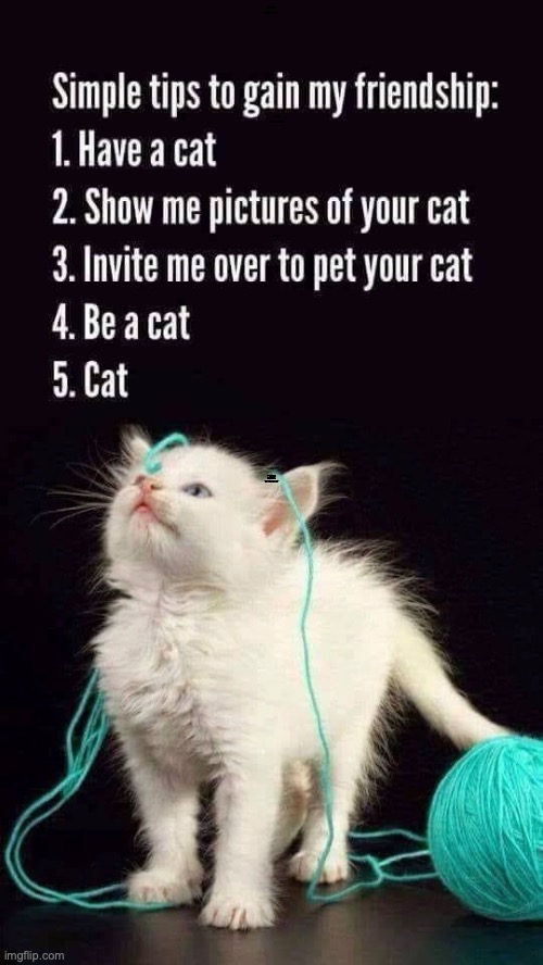 Cat | 1. Have a cat; 2. Show me pictures of your cat; Simple tips to gain my friendship:; 3. Invite me over to pet your cat; 4. Be a cat; 5. Cat | image tagged in cat,cats,cute cat,cats are awesome,take a seat cat,cats rul | made w/ Imgflip meme maker