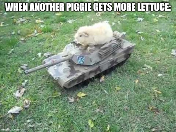 This means piggie war | WHEN ANOTHER PIGGIE GETS MORE LETTUCE: | image tagged in guinea pig tank,wheek wheek | made w/ Imgflip meme maker