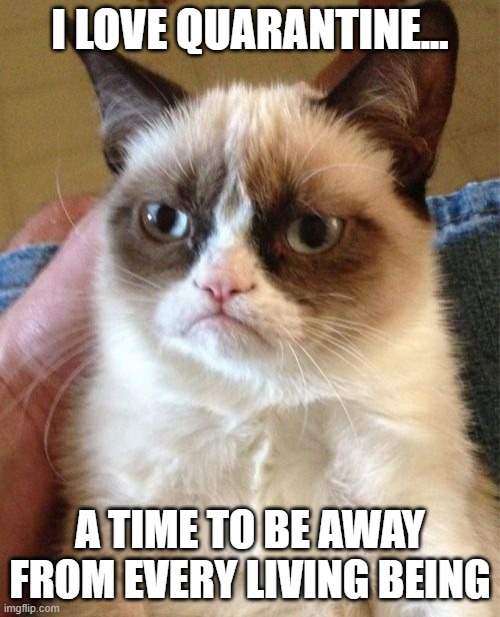 Grumpy Cat | I LOVE QUARANTINE... A TIME TO BE AWAY FROM EVERY LIVING BEING | image tagged in memes,grumpy cat | made w/ Imgflip meme maker