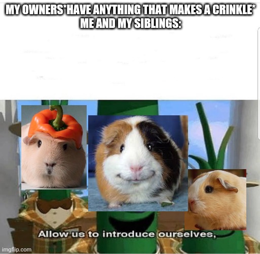 *crinkle in the background* *Wheeking intensifies* | MY OWNERS*HAVE ANYTHING THAT MAKES A CRINKLE*
ME AND MY SIBLINGS: | image tagged in allow us to introduce ourselves,wheek wheek | made w/ Imgflip meme maker