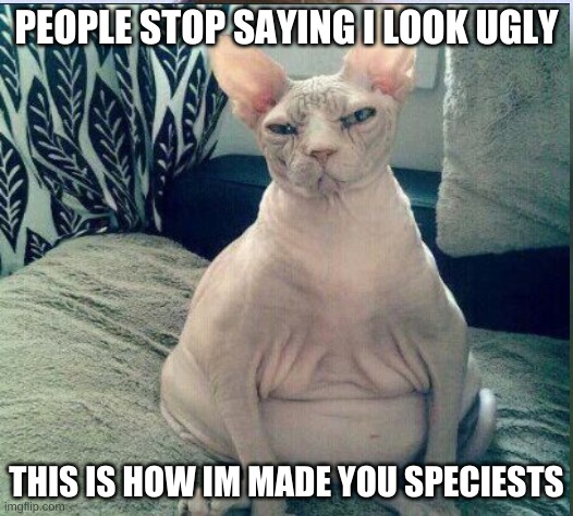 PEOPLE STOP SAYING I LOOK UGLY; THIS IS HOW IM MADE YOU SPECIESTS | image tagged in hairless cat | made w/ Imgflip meme maker