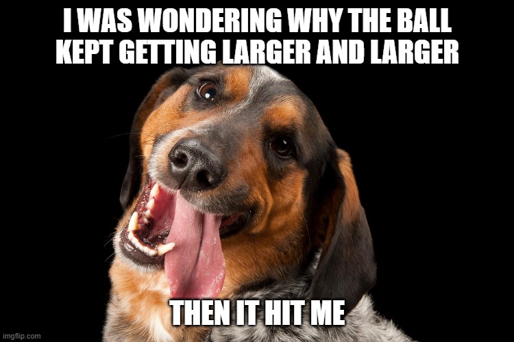 I WAS WONDERING WHY THE BALL KEPT GETTING LARGER AND LARGER; THEN IT HIT ME | image tagged in dogs,jokes,puns,funny | made w/ Imgflip meme maker