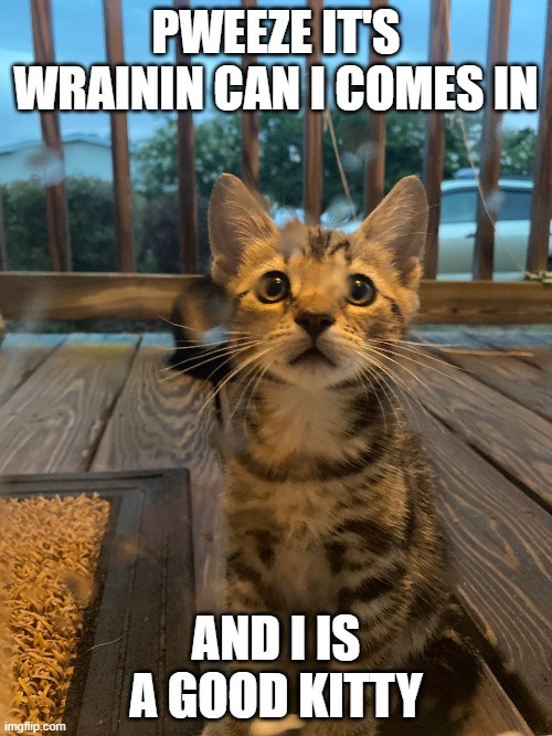 Tigertoes | PWEEZE IT'S WRAININ CAN I COMES IN; AND I IS A GOOD KITTY | image tagged in tigertoes | made w/ Imgflip meme maker