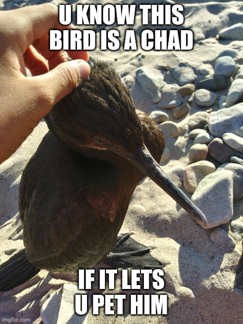 Chad bird | U KNOW THIS BIRD IS A CHAD; IF IT LETS U PET HIM | image tagged in fun,chad | made w/ Imgflip meme maker