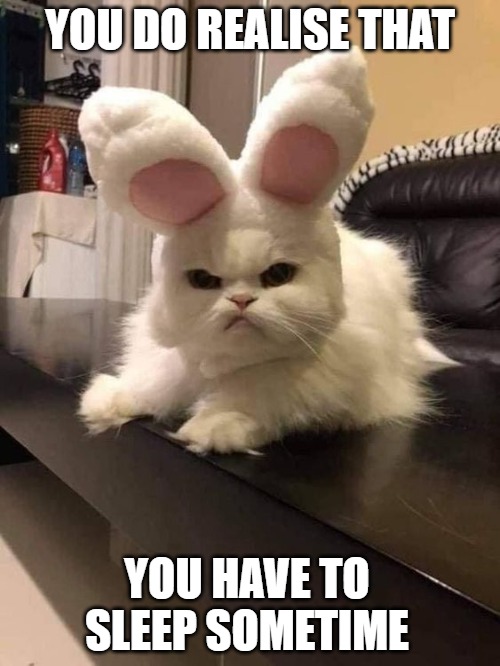 Funny? We'll see | YOU DO REALISE THAT; YOU HAVE TO SLEEP SOMETIME | image tagged in cats,rabbits,memes,fun,funny,2020 | made w/ Imgflip meme maker