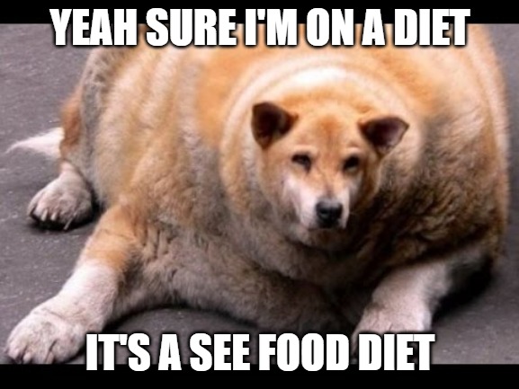 Diets | YEAH SURE I'M ON A DIET; IT'S A SEE FOOD DIET | image tagged in dogs,fat,memes,fun,funny,2020 | made w/ Imgflip meme maker